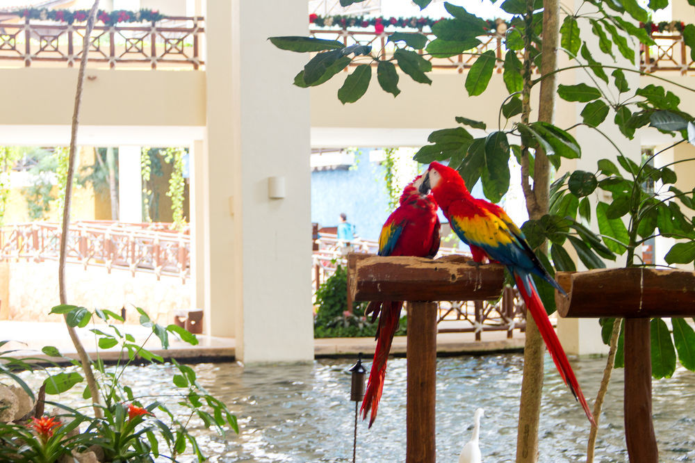 Occidental At Xcaret Destination Hotel Playa del Carmen Bagian luar foto Parrots at the lobby